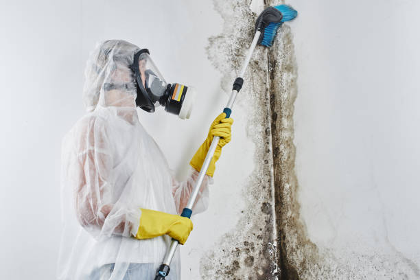 Best Black Mold Removal  in Morrow, GA