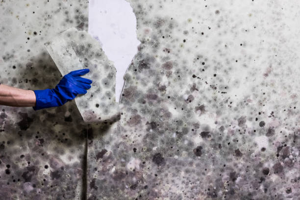 Best Local Mold Removal Service  in Morrow, GA
