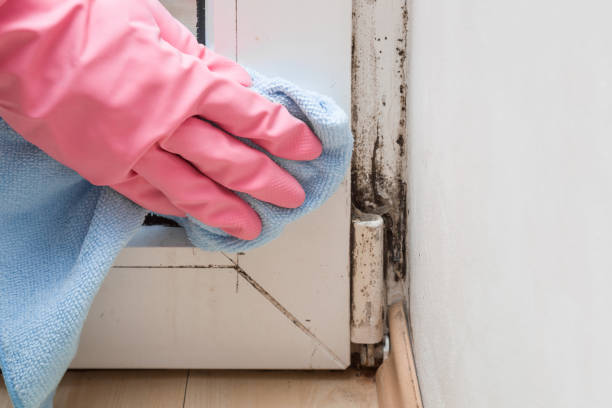 Best Fast Mold Removal  in Morrow, GA